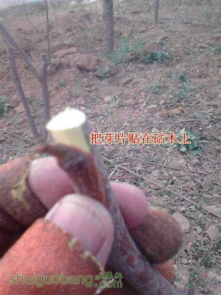 IMG_20140402_174913 (����).jpg