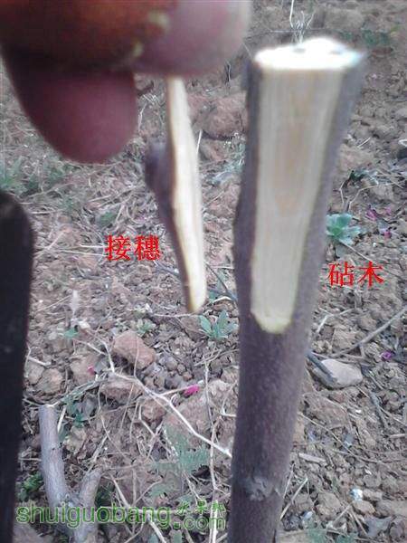 IMG_20140402_175233 (����).jpg