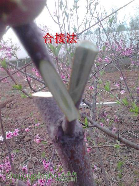 IMG_20140402_180104 (����).jpg