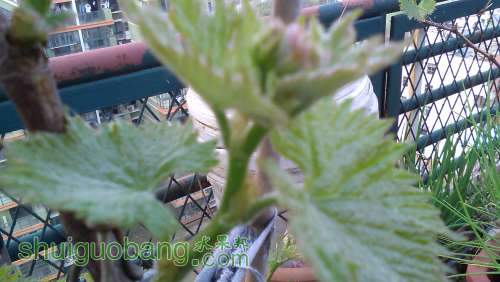 IMG_20140402_172641.jpg