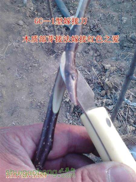 1 (����).jpg