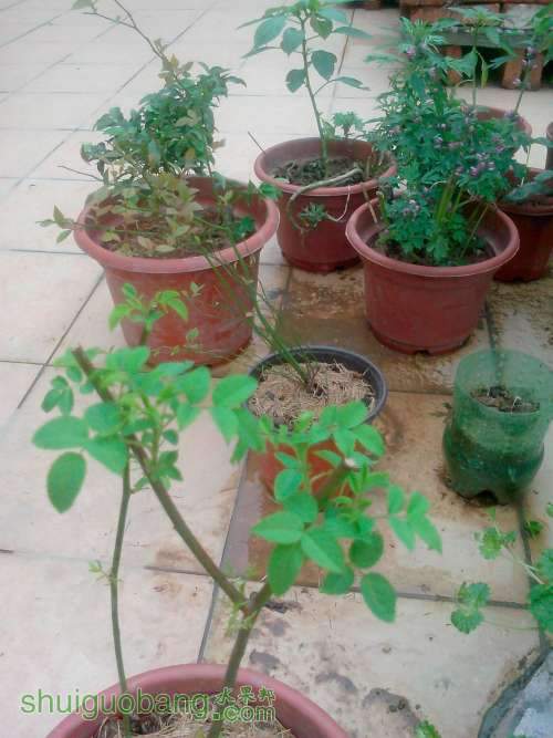 IMG20140408004.jpg