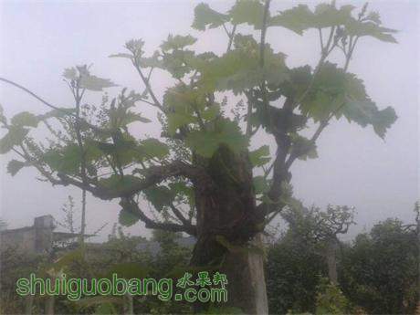 23귴޽