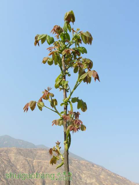 IMG_4486.jpg