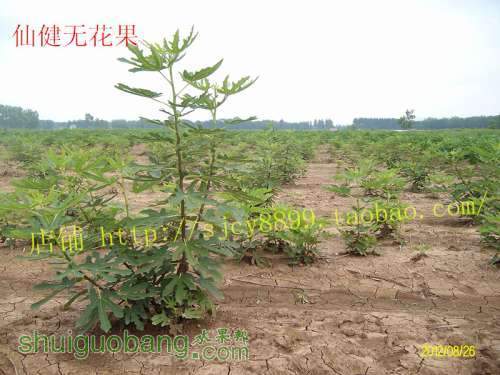 ALIM5617_����.jpg