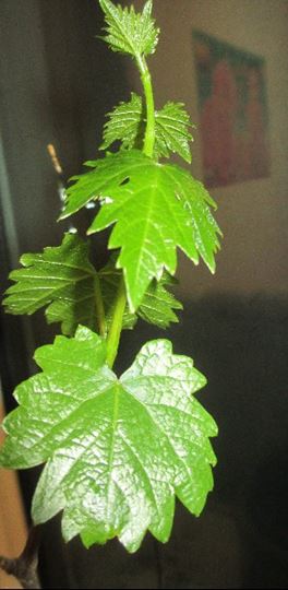 QQͼƬ20140412214357.jpg