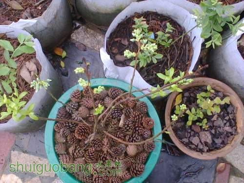 Ƭ0771.jpg