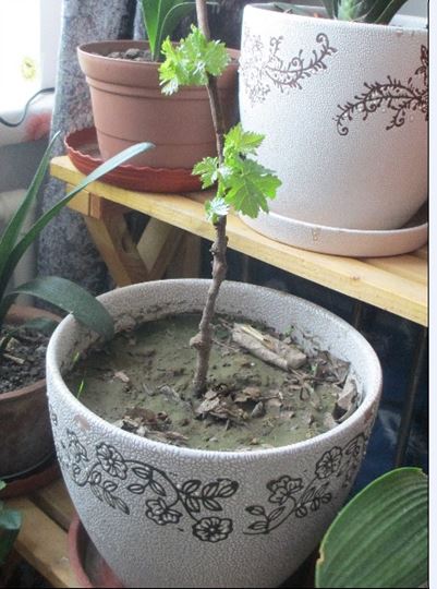 QQͼƬ20140417174636.jpg