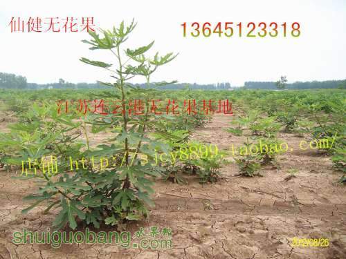 ALIM5617_����_����.jpg