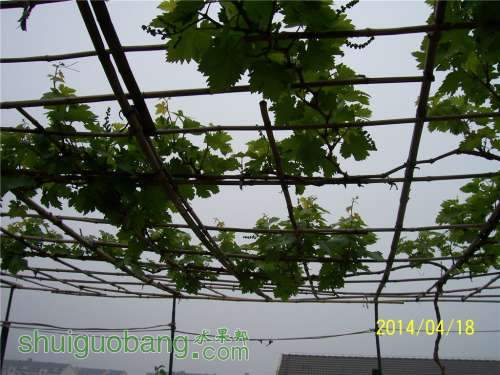 20140418 017.jpg