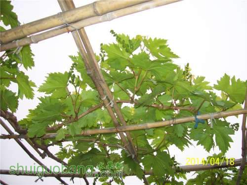 20140418 021.jpg