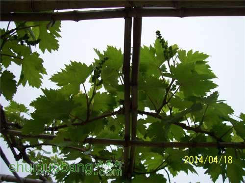 20140418 022.jpg