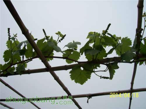 20140418 029.jpg