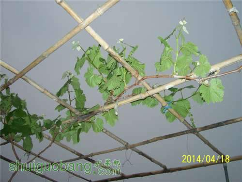 20140418 033.jpg