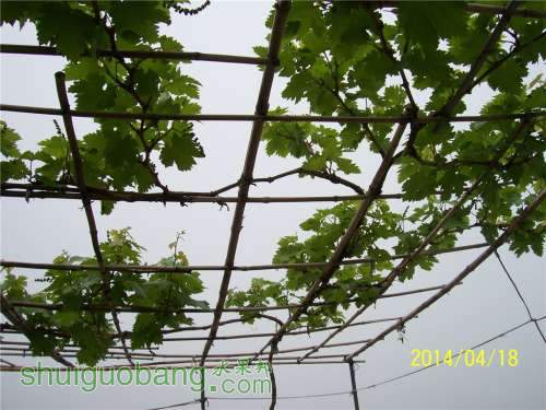 20140418 048.jpg