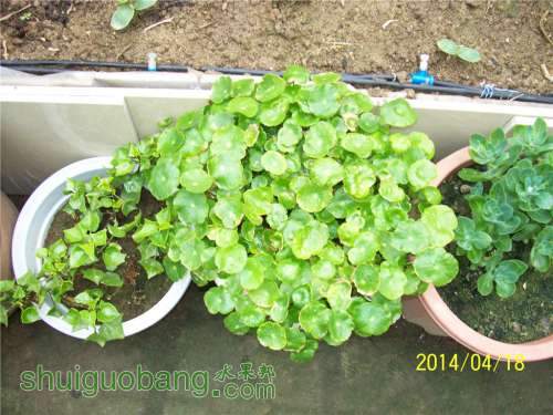 20140418 051.jpg