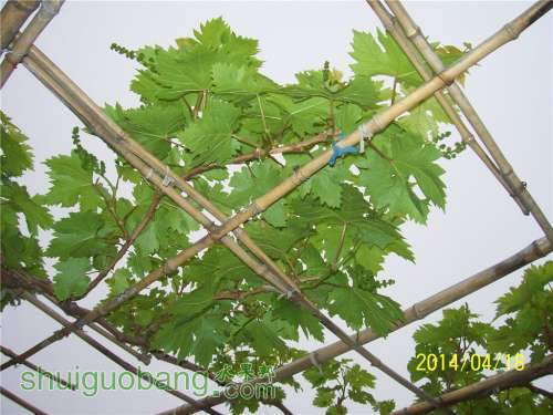 20140418 064.jpg