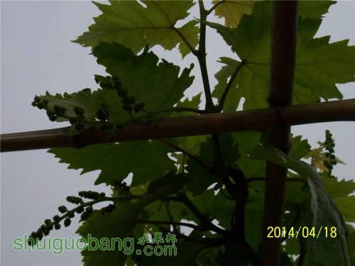 20140418 066.jpg