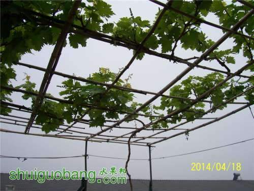 090609fxxh047ka377w8rk.jpg