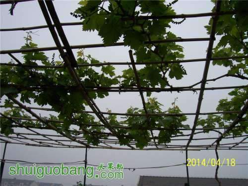 090605kqa8ptvmv33vqakt.jpg