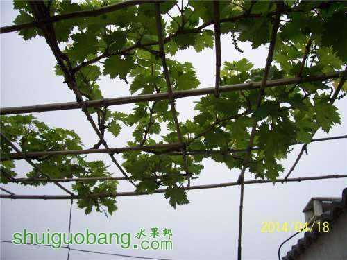 090609ph9hiq9r9nf7xliz.jpg