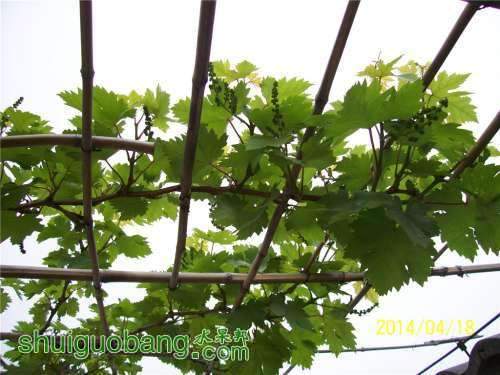 0906083uzuxzrpznvl15x2.jpg