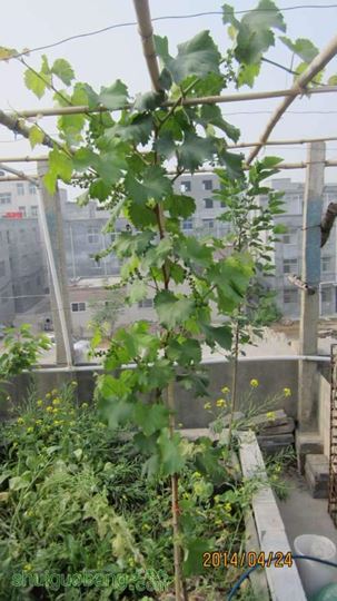 IMG_0867.JPG