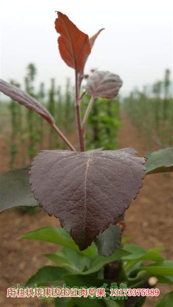 20140421_075029 (����).jpg