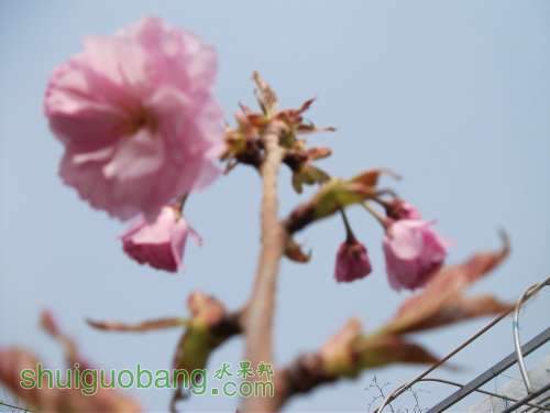 Ƭ 017.jpg