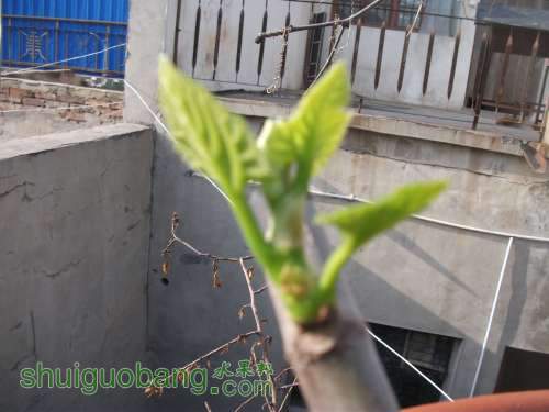 Ƭ 043.jpg
