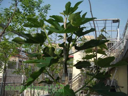 Ƭ 059.jpg