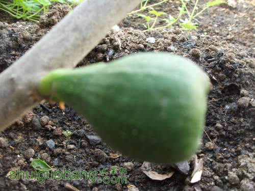 Ƭ 062.jpg