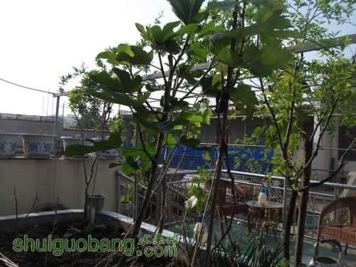 Ƭ 064.jpg