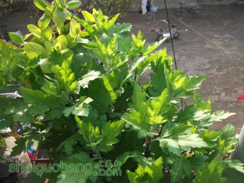 Ƭ 051.jpg