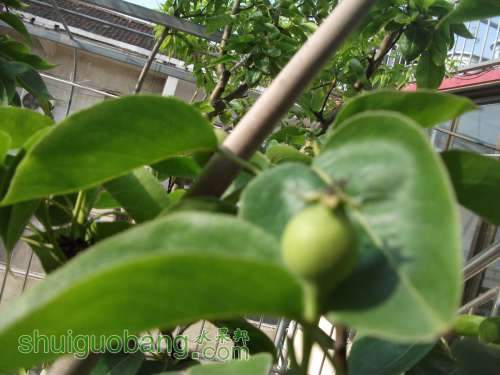Ƭ 068.jpg