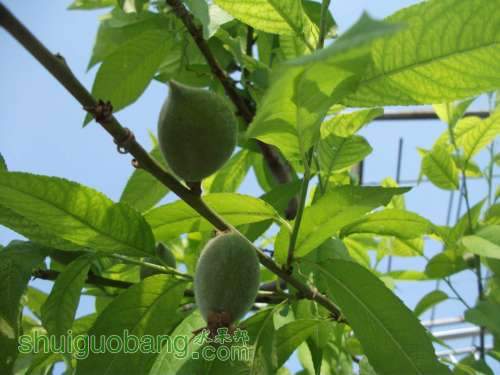 Ƭ 076.jpg