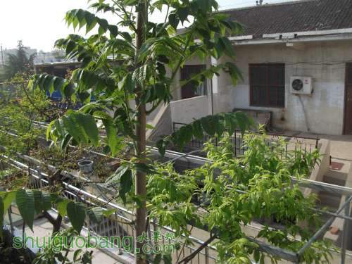 Ƭ 079.jpg