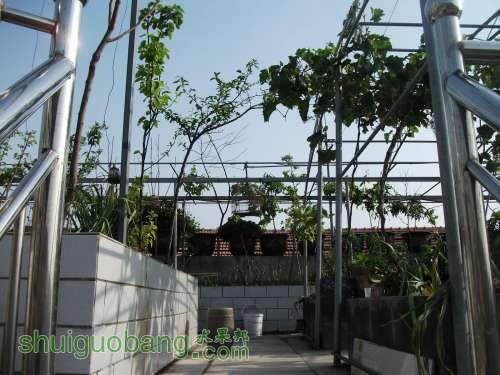 Ƭ 081.jpg