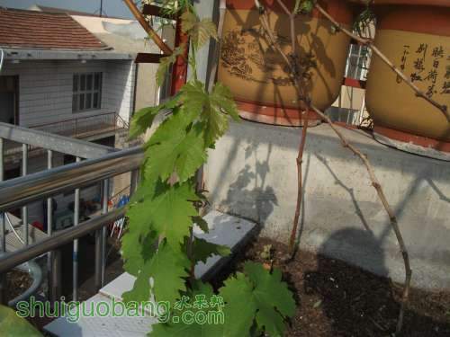 Ƭ 084.jpg