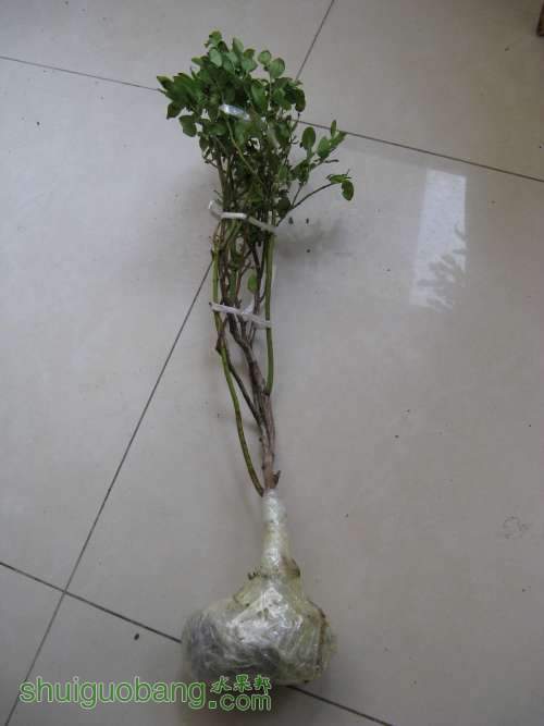 20130520 229502.jpg