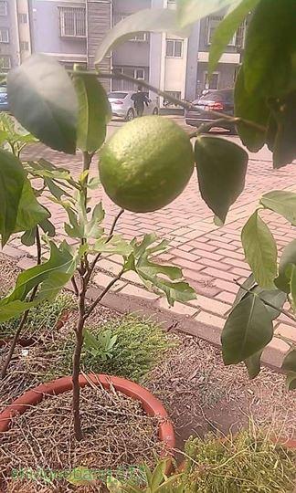 IMG_20140427_083649.jpg