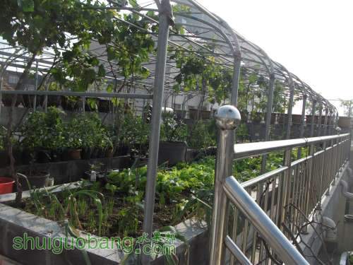 Ƭ 096.jpg