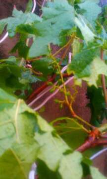 IMG_20140428_190034.jpg