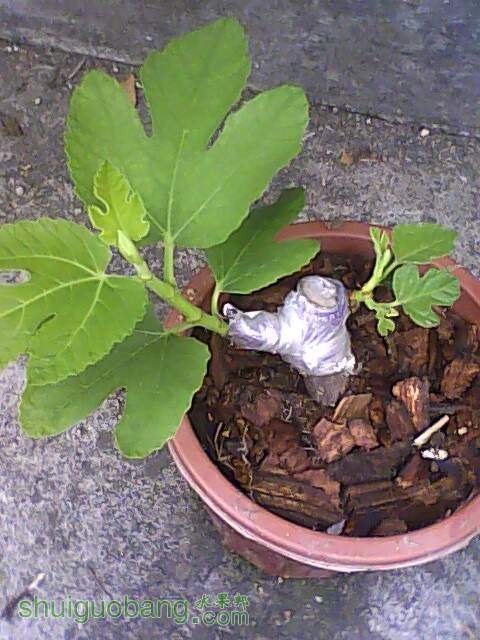 IMG0425120702.jpg
