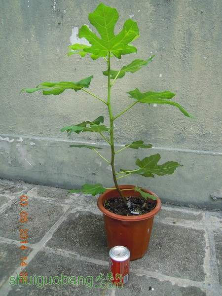 DSCN4284c.jpg