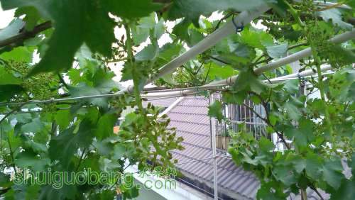 IMG_20140509_165954.jpg