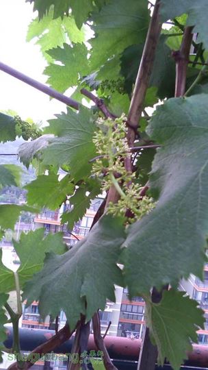 IMG_20140509_170403.jpg