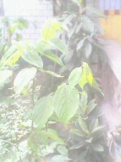 1407050110A.jpg