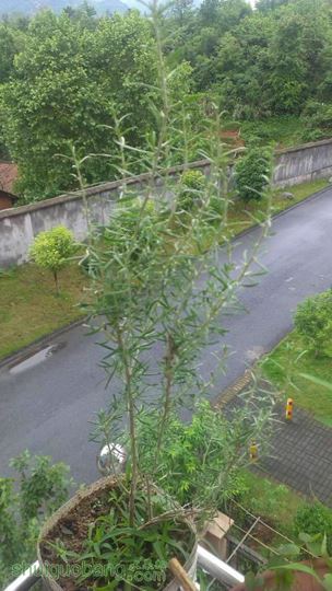 IMAG0337.jpg