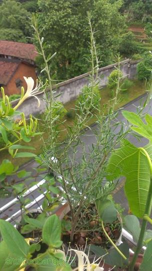 IMAG0338.jpg